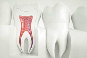 Animated interior part of healthy tooth that does not need a root canal