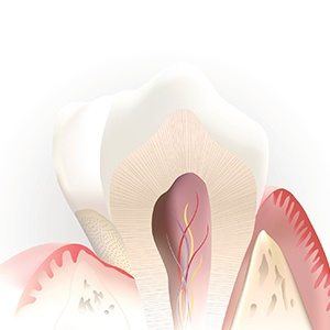 Animated interior of a healthy tooth that doesn't require root canal therapy